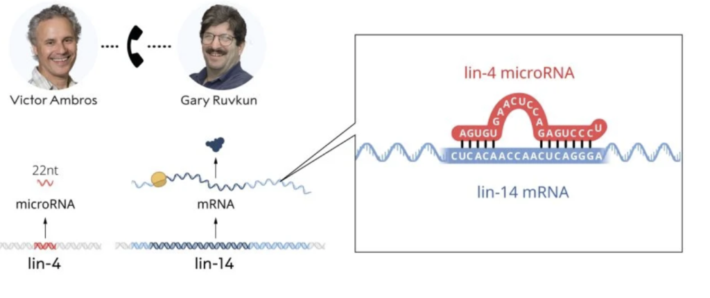 Ambros found that the lin-4 gene encoded a small RNA known later as microRNA that did not encode for any protein. In the meantime, Ruvkun had cloned the lin-14 gene and by collaboration, the scientists established that the sequence of the lin-4 microRNA was complementary to a sequence in the lin-14 mRNA.